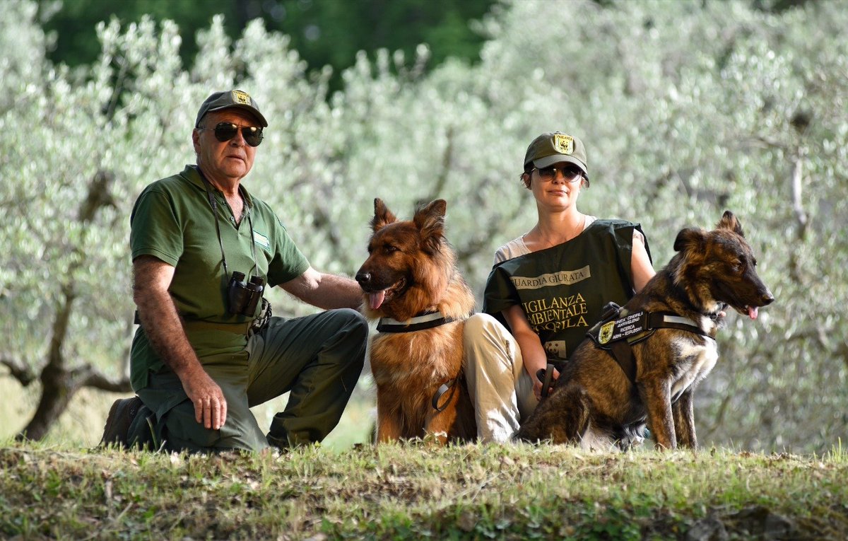 WWFitalia's tweet photo. Oggi #26agosto è la #giornatamondialedelcane il primo animale addomesticato dall'uomo
Vi presentiamo l'unità cinofila delle Guardie volontarie del #WWF Italia https://t.co/mnu3WOqvnn