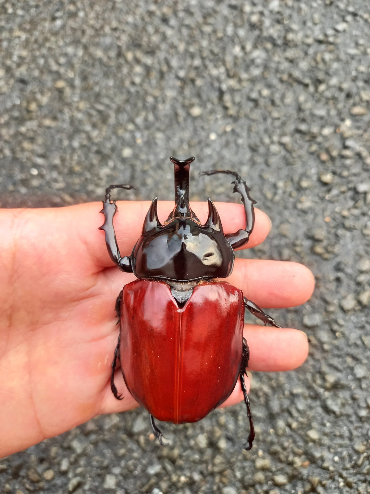 標本ヴァズデメロゾウカブト ボリビア産 92ミリ WF1累代飼育個体