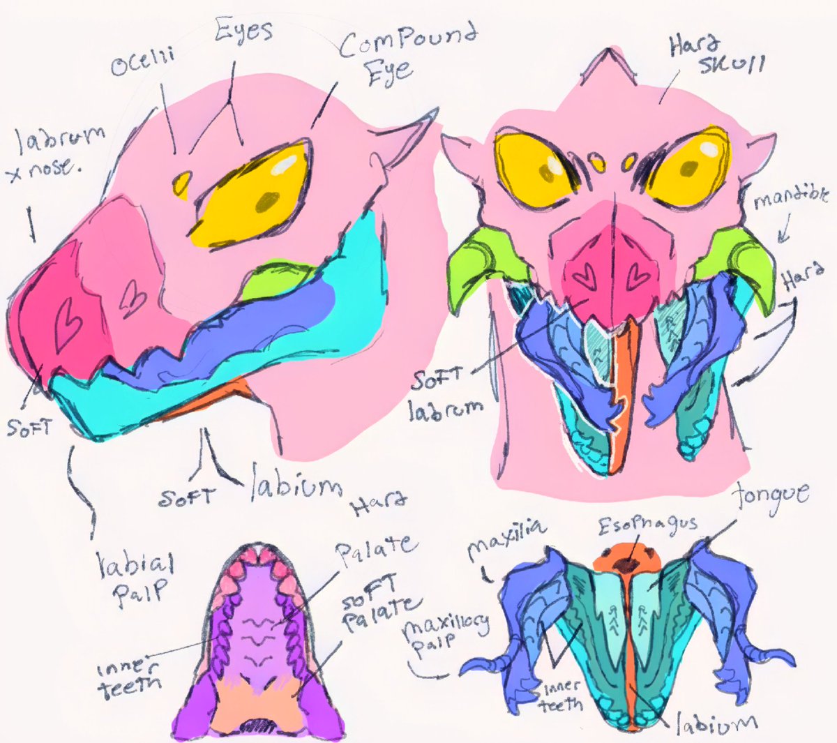 killoites's tweet photo. Anatomy changes for the face https://t.co/HR6W70bXgD