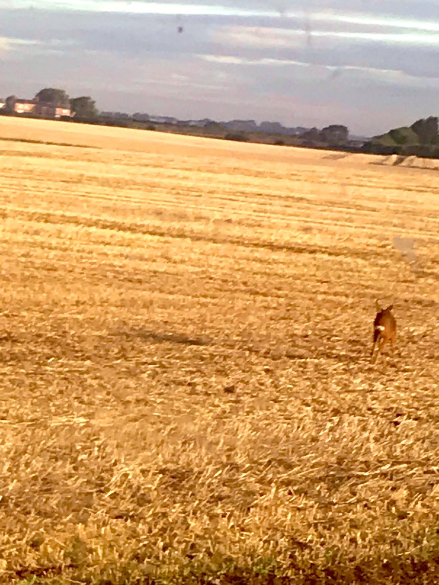 PoetDeanwilson6's tweet photo. ANOTHER BUS
POEM 

My nerves 
are steady,
my mind 
is clear 

but I’ve still 
managed to 
take rubbish 
photographs 
of a sunflower 
and a deer 

I’m on the first 
of three buses
that will take me
a long way 
from here.

#BusFond https://t.co/idK8LNt7zr