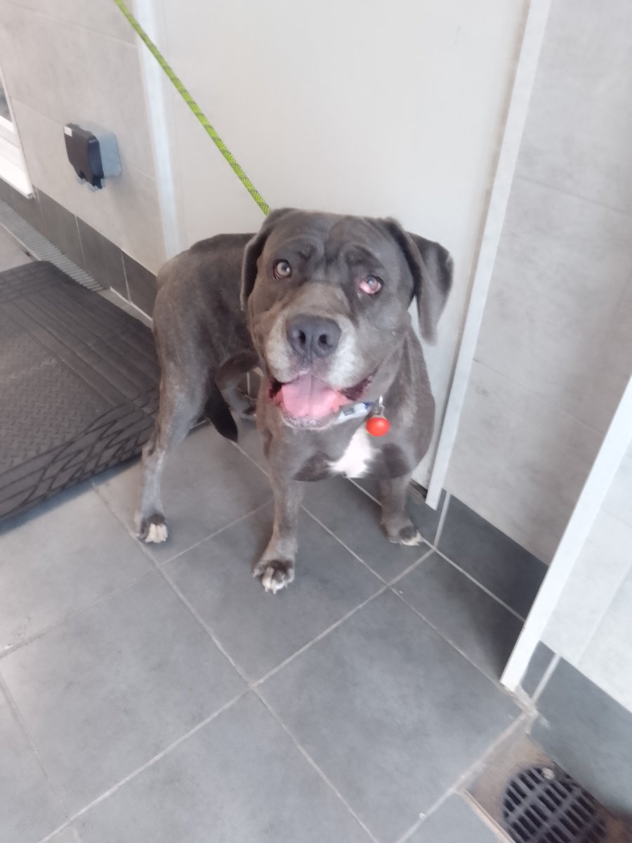 Animal Adoptions UK 🐕‍🦺🐈🐎❤️ tweet media
