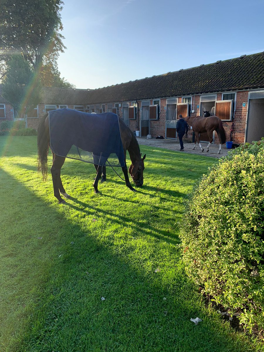 The final day of the 2023 @SkyBet Ebor Festival. The horses in our stables enjoying a pick of grass in the first light.