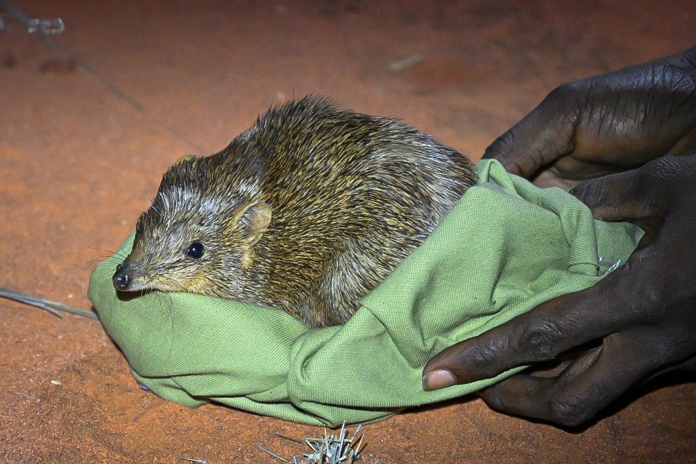 Tim Henderson (@tim_ecology) on Twitter photo Golden Bandicoots are back in central Australia! I was incredibly fortunate to be involved in the translocation of bandicoots from the Kimberley and Barrow Island into Newhaven's large feral predator free landscape. #conservation #ecology Golden Bandicoots are back in central Australia! I was incredibly fortunate to be involved in the translocation of bandicoots from the Kimberley and Barrow Island into Newhaven's large feral predator free landscape. #conservation #ecology