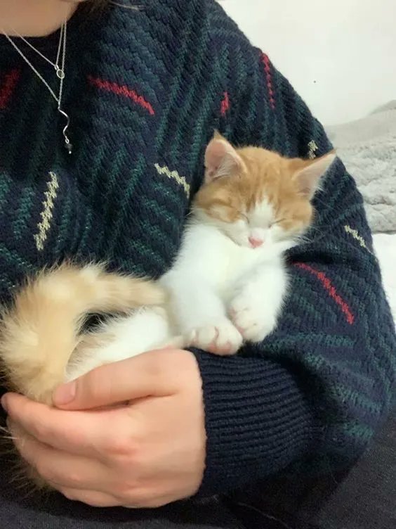 ShouldHaveCat's tweet image. 