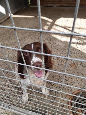 Please retweet to HELP FIND THE OWNER OF THIS STRAY DOG FOUND #MIDDLEWAY #STBLAZEY #CORNWALL #UK Female Spaniel found 25 August. Now in a council pound for 7 days, she could be missing/stolen from another region. Please share widely 🌟🌟🌟 DETAILS 👇 cornwall.gov.uk