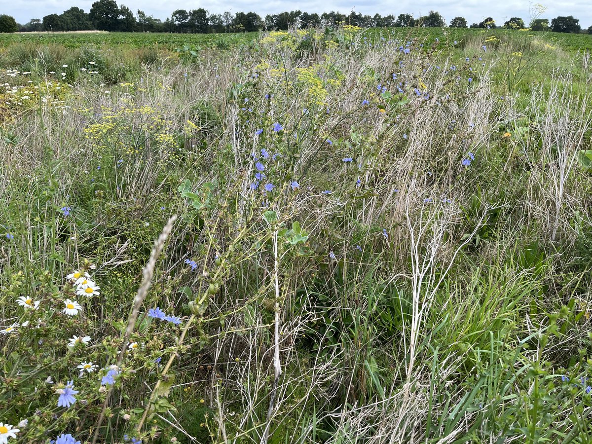 Richard Bramley (@sustenvfarming) on Twitter photo Long term #floristicmargins
First and second season #functionalfieldmargins now with in situ #insect microphone to get a feel for whatβs happening alongside crops
#publicgoods
β¦<a href="/SustainableLsps/">Sustainable Landscapes</a>β© β¦<a href="/YorkshireWater/">Yorkshire Water π§</a>β© β¦<a href="/NFUEnvironment/">NFU Environment</a>β© Long term #floristicmargins
First and second season #functionalfieldmargins now with in situ #insect microphone to get a feel for whatβs happening alongside crops
#publicgoods
β¦<a href="/SustainableLsps/">Sustainable Landscapes</a>β© β¦<a href="/YorkshireWater/">Yorkshire Water π§</a>β© β¦<a href="/NFUEnvironment/">NFU Environment</a>β©