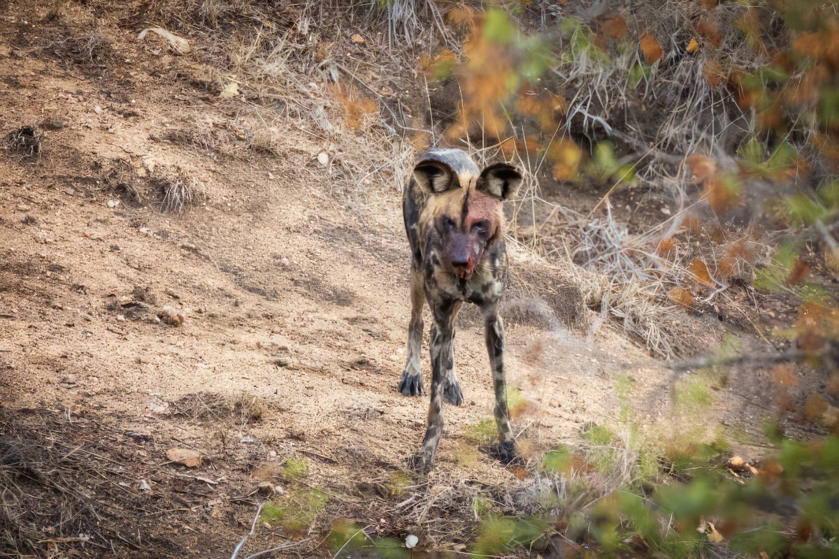 Celebrating #WorldWildDogDay! 

Today, we pay tribute to the mesmerising and endangered wild dogs, often known as "painted wolves." These charismatic creatures dance through the landscapes with unmatched grace, embodying the untamed spirit of the wilderness.