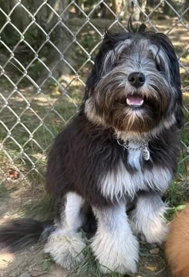 meforeman's tweet photo. @Phil_Sledge Bash #lowchen #löwchen #littleliondog https://t.co/g852FddJZf