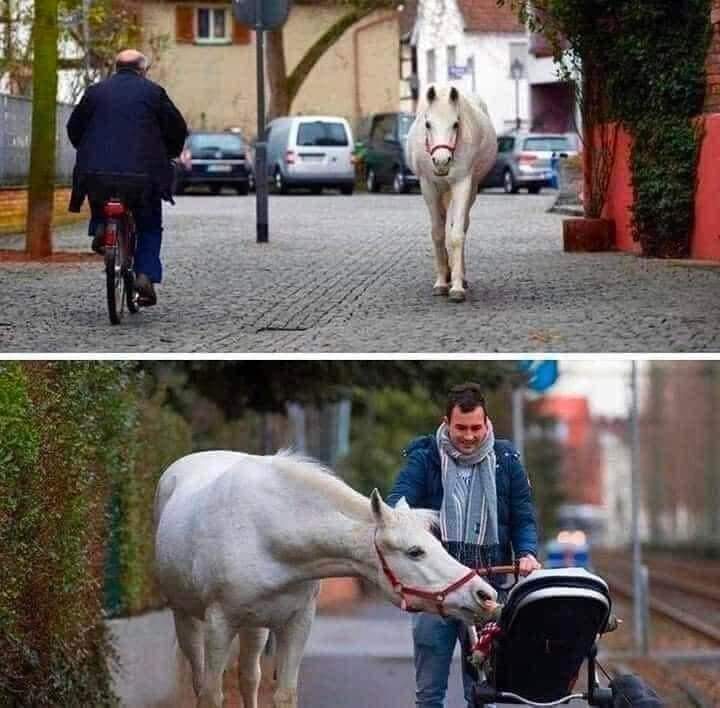 CuoreIschitano's tweet photo. Ogni mattina a Francoforte  in Germania
  la cavalla Jenny cammina da sola in giro per le strade della città 
Le persone la conoscono   da  14 anni  oggi il suo padrone ha 79 anni e non può più cavalcarla 
Le piace incontrare volti conosciuti...
lungo il cammino  si ferma e ⬇️ https://t.co/rOx6YFjJzy