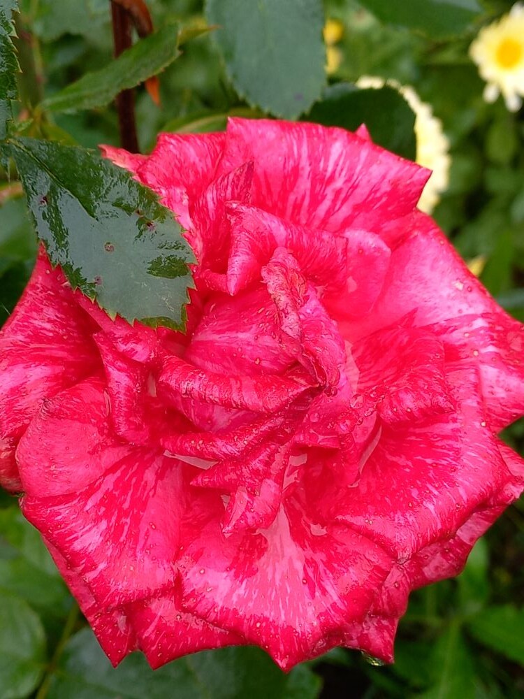 Доброго всем утра, друзья!