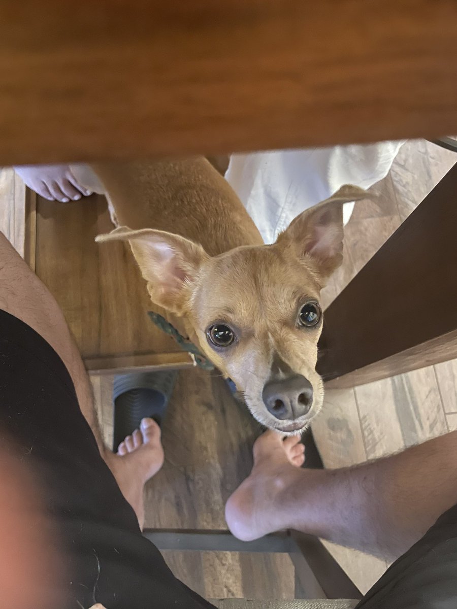 Psycophish's tweet photo. This bitch always at my feet https://t.co/nFp0AGPj5y