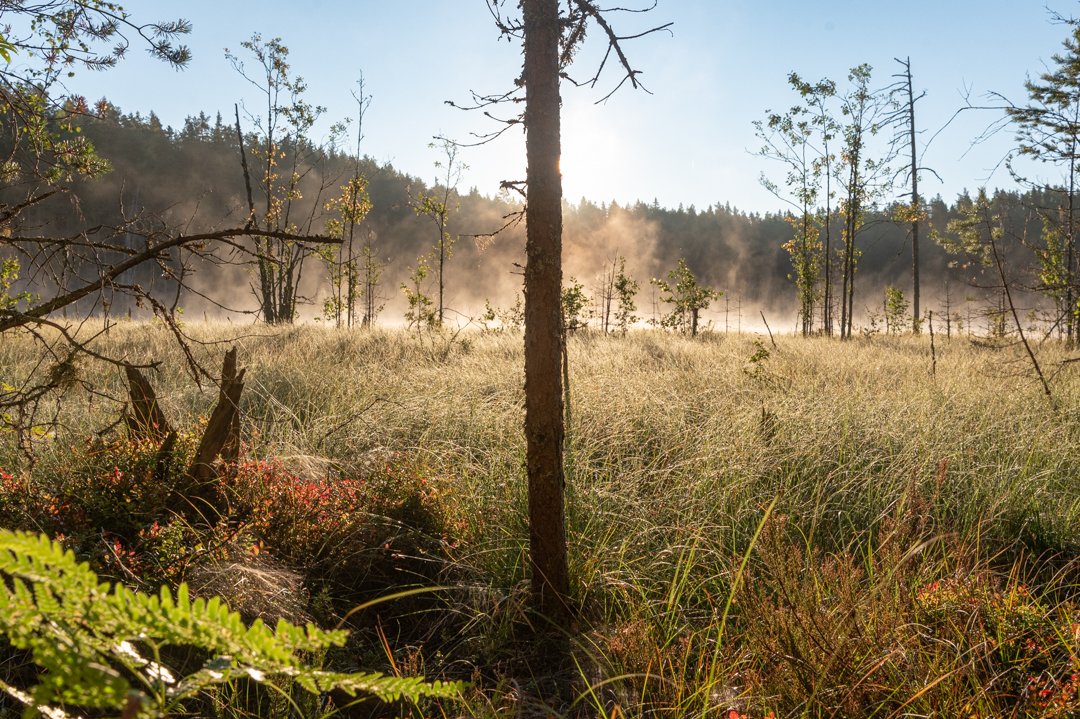 Isojärven kansallispuisto 
Sanoja ei tarvita 🤩
#luonto #luonnossa #aamukaste
