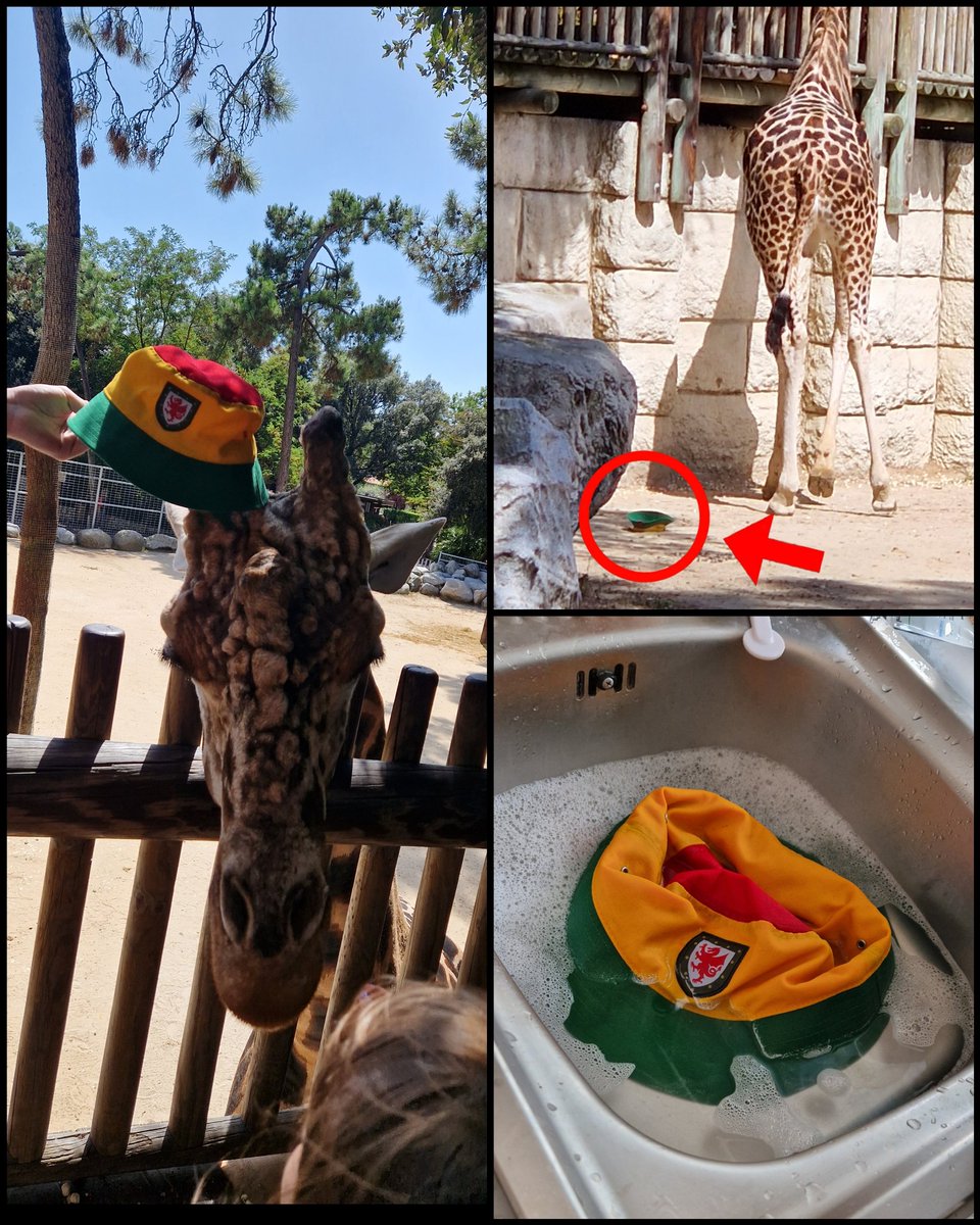 AllyOwen's tweet photo. When a French Raffie poses with your @spiritof58wales bucket hat... then steals it and your heart skips a beat!! Thankfully the Raffie must be a fan, he didn't nibble it and we got it back safe! 🏴🦒🇫🇷 ⚽ #SO58 #BucketHat #Wales https://t.co/k4va3M6FYA