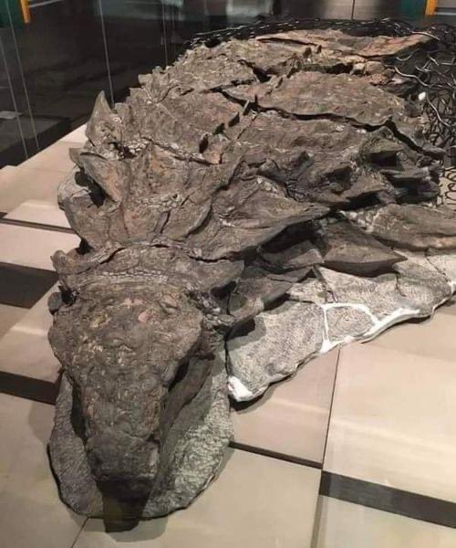 wheeler_jo's tweet photo. I need to get to Alberta Canada ASAP and see the dinosaur mummy https://t.co/rD2pU9Fd41