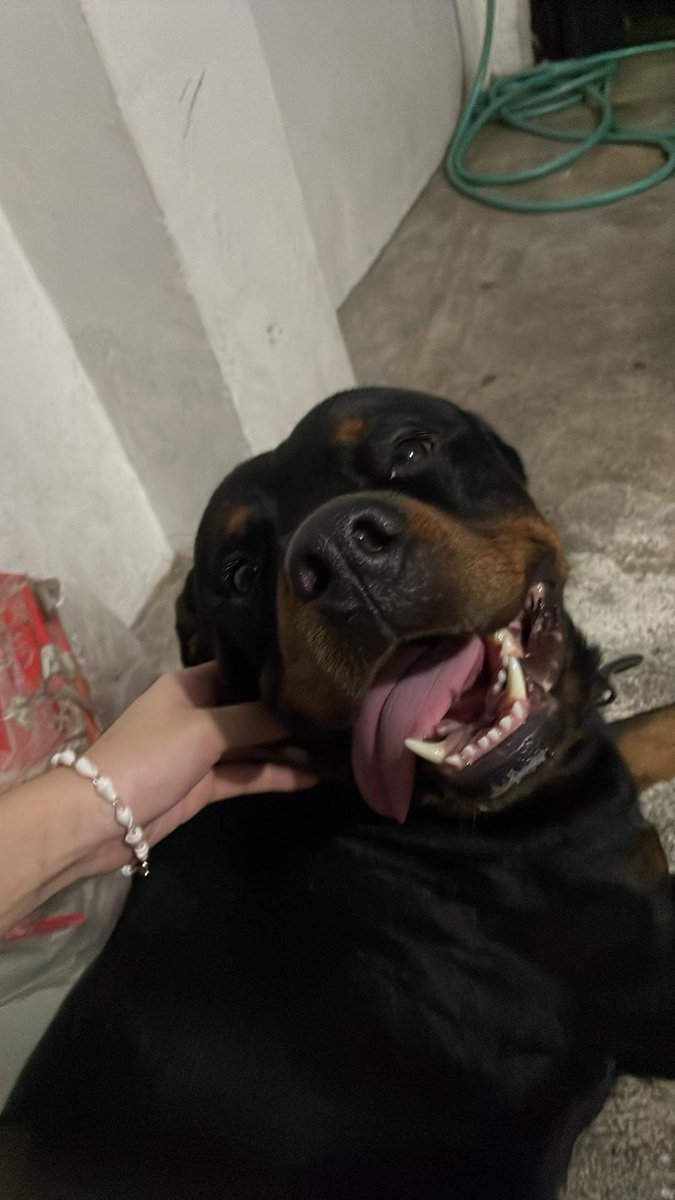 hoeforkhun's tweet photo. this is my dog, bam. he’s an idiot but i love him so much https://t.co/wn8JFbu3OE