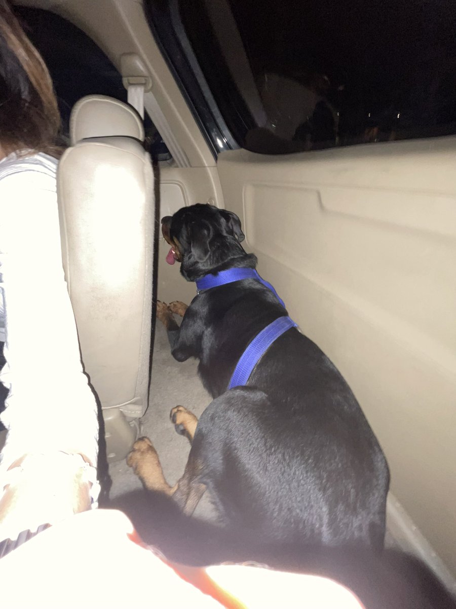 hoeforkhun's tweet photo. this is my dog, bam. he’s an idiot but i love him so much https://t.co/wn8JFbu3OE