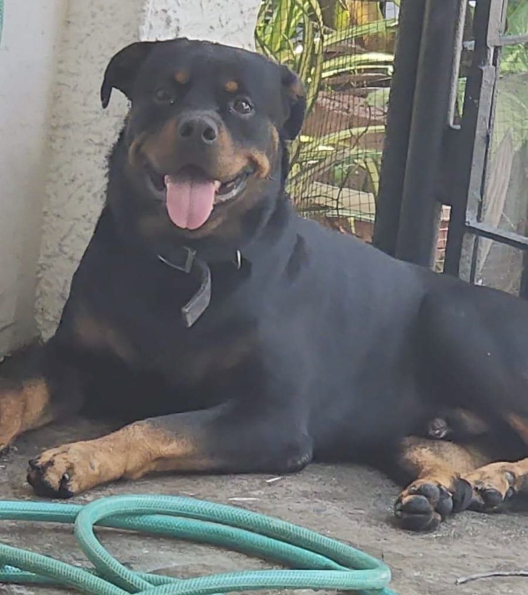 hoeforkhun's tweet photo. this is my dog, bam. he’s an idiot but i love him so much https://t.co/wn8JFbu3OE