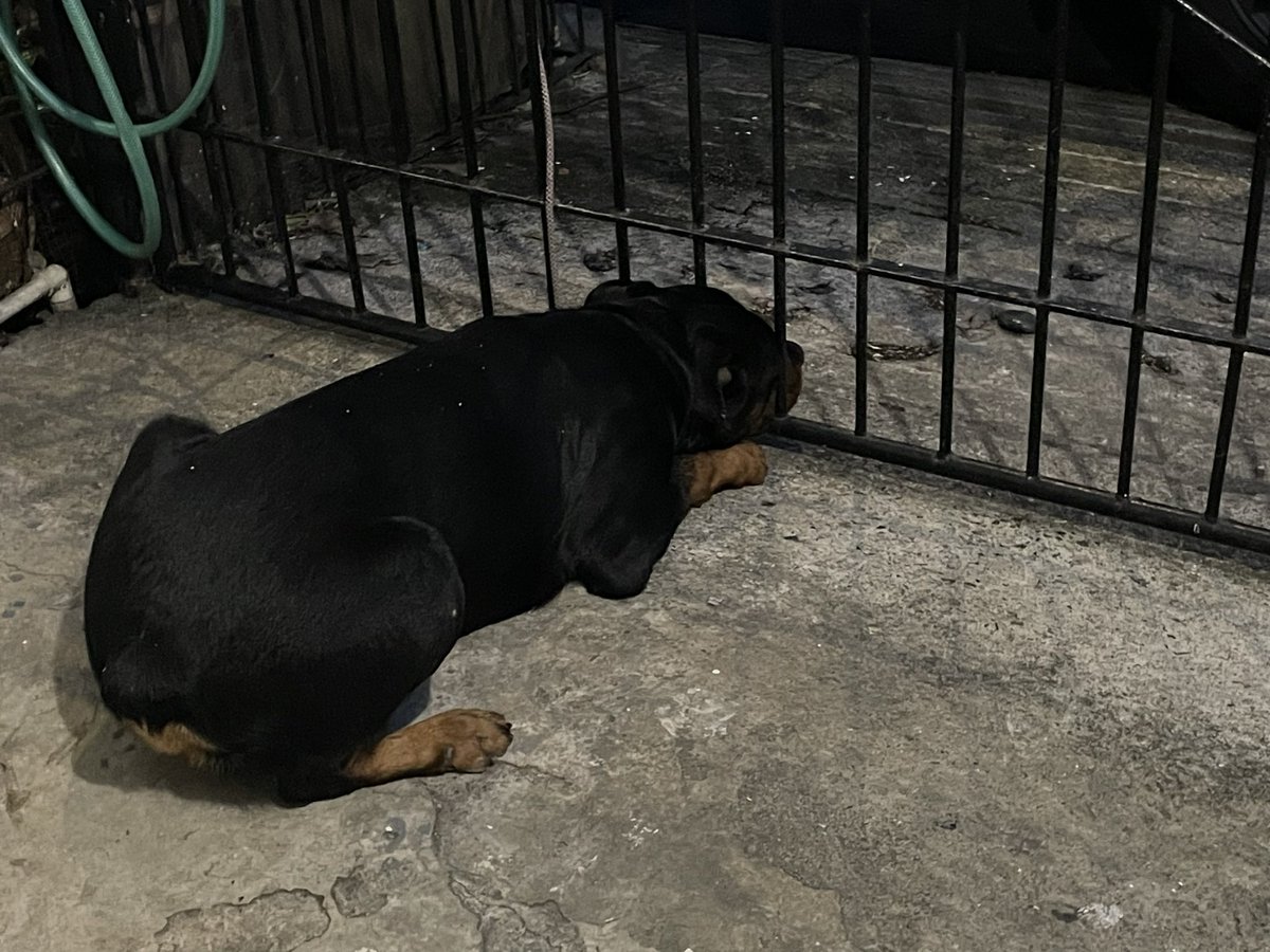 hoeforkhun's tweet photo. this is my dog, bam. he’s an idiot but i love him so much https://t.co/wn8JFbu3OE