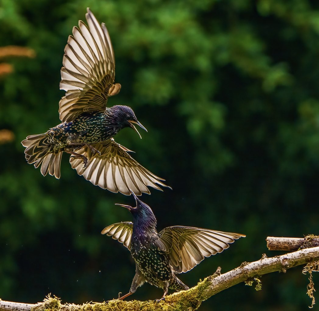 Starlings fighting in Cotswolds garden recently <a href="/NatGeoPhotos/">Nat Geo Photography</a> <a href="/thetimes/">The Times and The Sunday Times</a> #BBCWildlifePOTD #TwitterNatureCommunity #birding #NaturePhotography #wildlifephotography #cotswolds