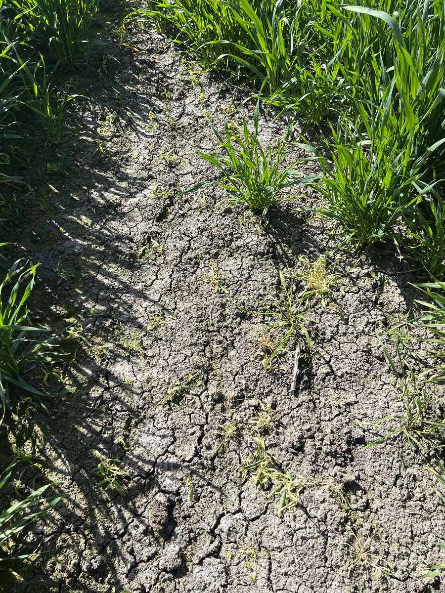 AlleenaBurger's tweet photo. #infinityultra from @Bayer4CropsAU doing a great job on #wireweed and #mustards @scottburger00 @brad_willo14 @angmartin_ @BenPearse43 @Jeremy_Morton_ @brcagents Some spotting but very little considering it was late tillering. https://t.co/Vowmkff5DX