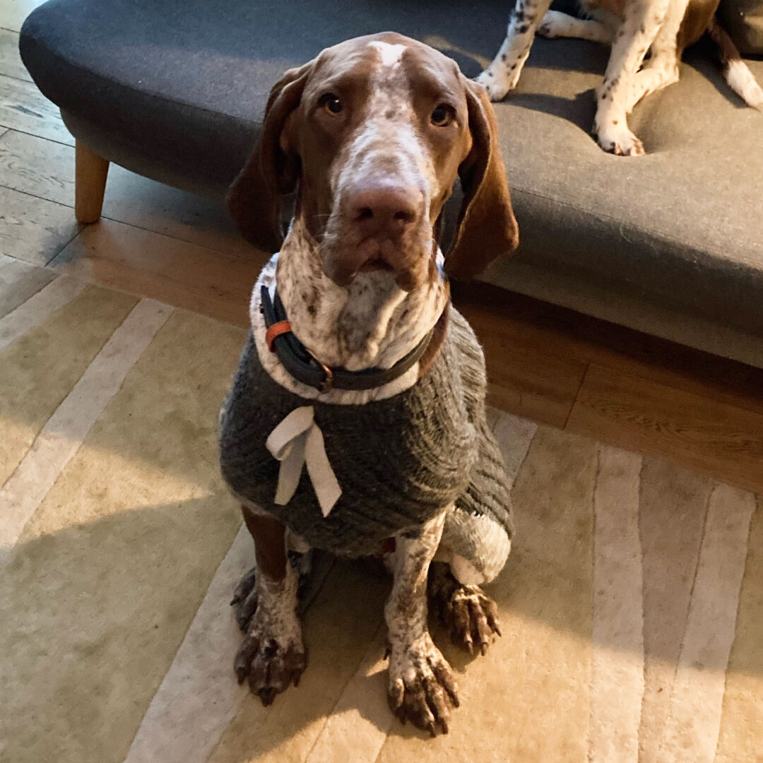 pixelbuilders's tweet photo. Happy National Dog Day! πΆ Here are some of the Pixel team's pooch's to brighten up your day.
#NationalDogDay #DogDay #dog #dogs #dogpics #pixelbuilders #agencylife #marketing #agency #socialmedia https://t.co/7ynvMqQbbX