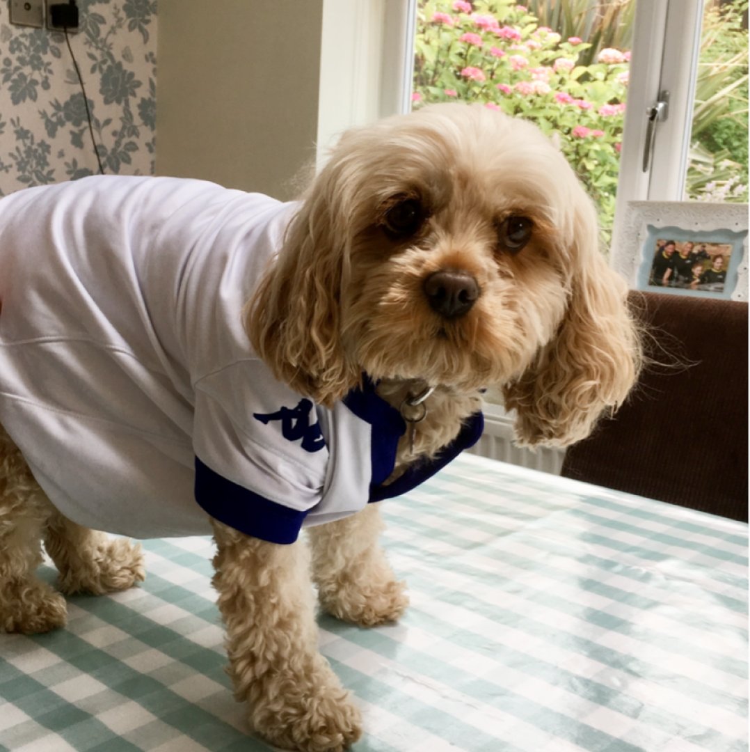 pixelbuilders's tweet photo. Happy National Dog Day! πΆ Here are some of the Pixel team's pooch's to brighten up your day.
#NationalDogDay #DogDay #dog #dogs #dogpics #pixelbuilders #agencylife #marketing #agency #socialmedia https://t.co/7ynvMqQbbX