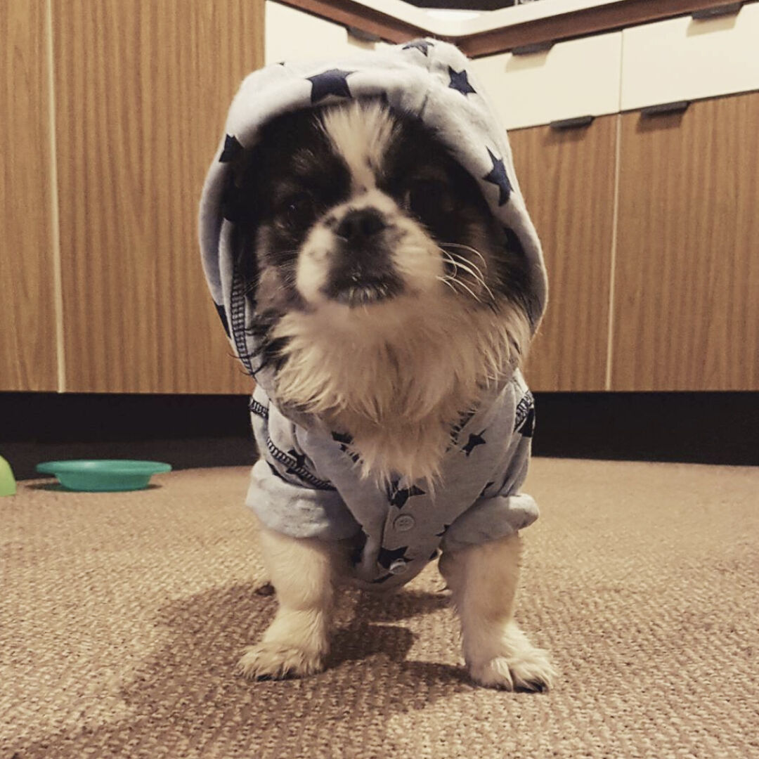 pixelbuilders's tweet photo. Happy National Dog Day! πΆ Here are some of the Pixel team's pooch's to brighten up your day.
#NationalDogDay #DogDay #dog #dogs #dogpics #pixelbuilders #agencylife #marketing #agency #socialmedia https://t.co/7ynvMqQbbX