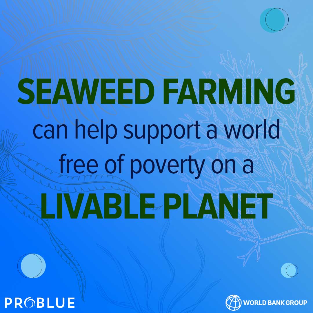 #SeaweedFarming demonstrates how development, climate, and nature work together to generate value and sustain livelihoods.

Learn how! Download the new @WorldBank report on #GlobalSeaweedMarkets

🔗➡️wrld.bg/bpQz50PCGGy #PROBLUE_Oceans | #Aquaculture