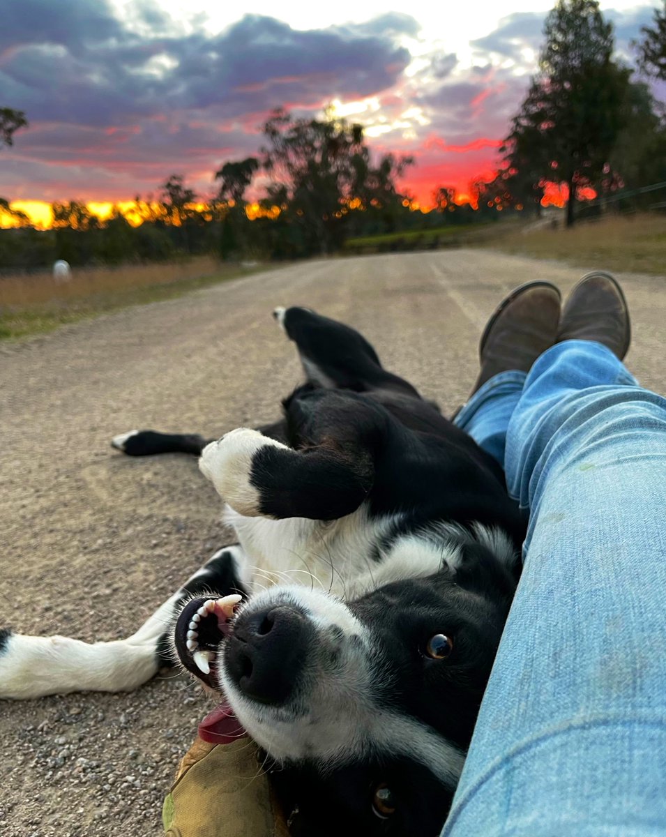 Life is good. #internationalDogDay #bordercollie #farmdog #sunset