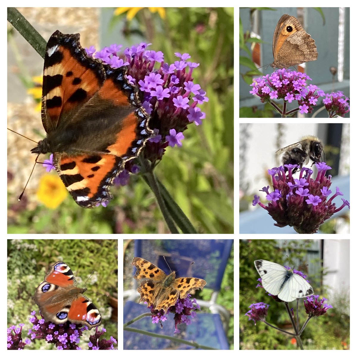 Six reasons to have verbena in the garden. Now it’s self seeding all over the place too 👏👏 #SixOnSaturday #GardeningTwitter #GardenersWorld