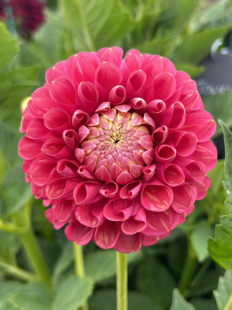 NikkiJBarrett's tweet photo. Hello Jowey Frambo #dailydahlia https://t.co/4Rqx3IBZTT