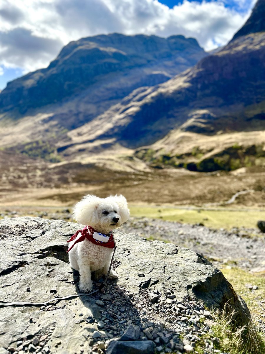 NikkiJBarrett's tweet photo. #nationaldogday my little Ted enjoying #glencoe ♥️🐾 https://t.co/DPp7Jb5KFe