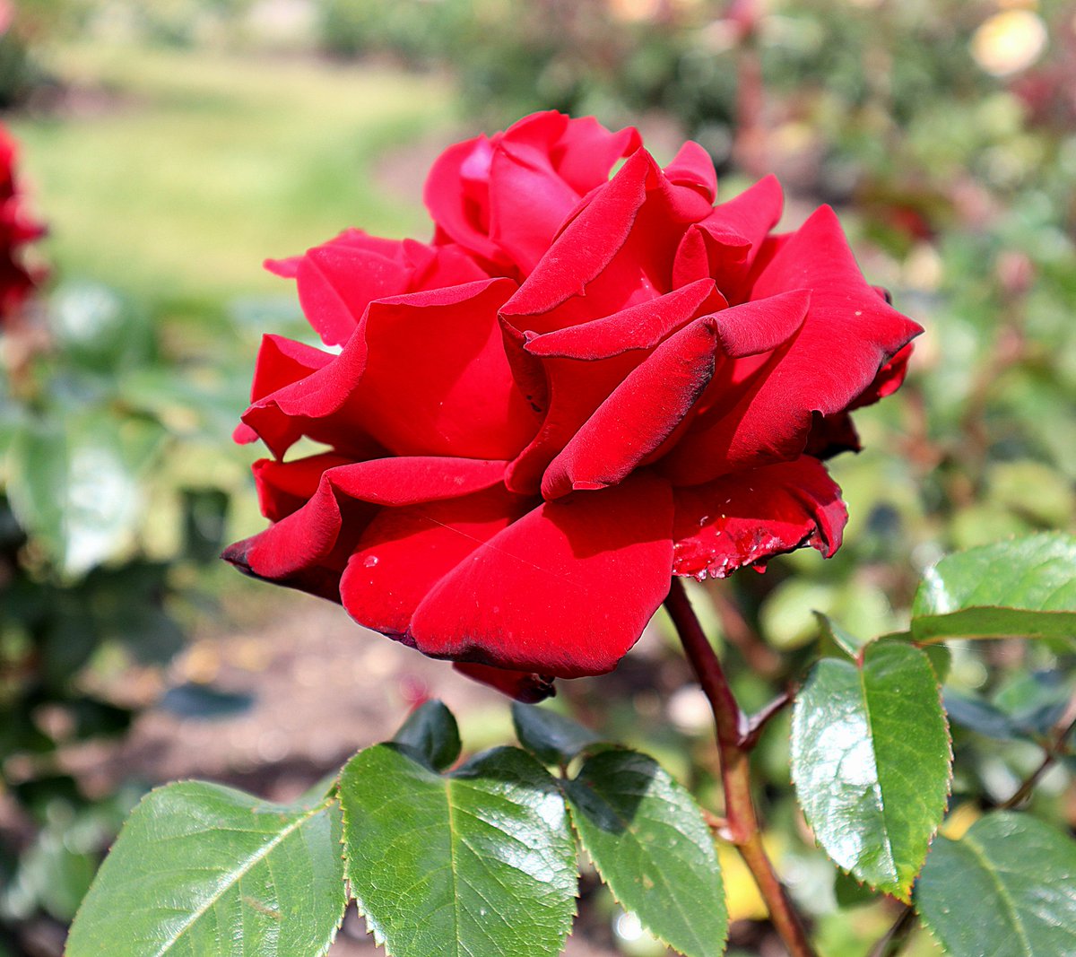 Have a lovely weekend!🌞🌹🌞
#nature #relax #calmcado