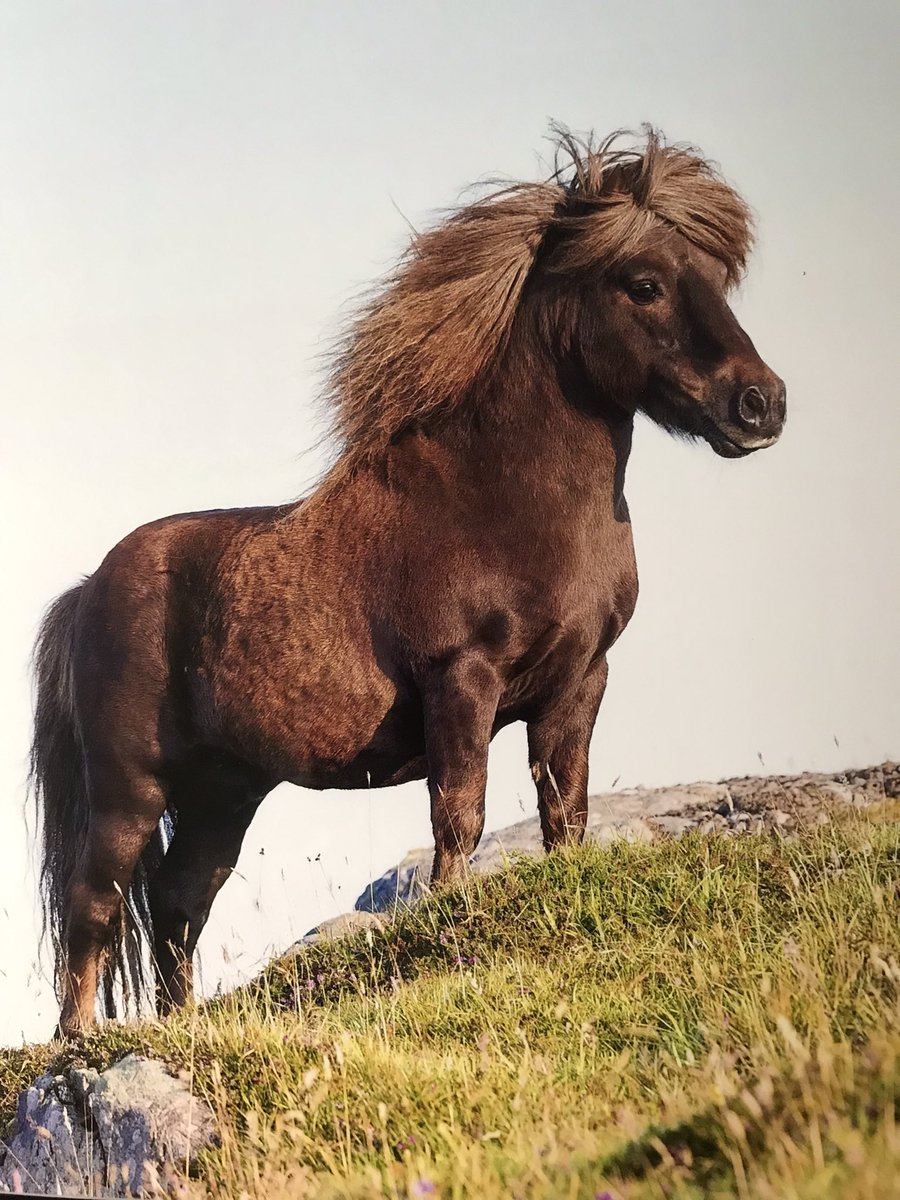 The view is spectacular! #shetland
#ponyhour #ShetlandPony