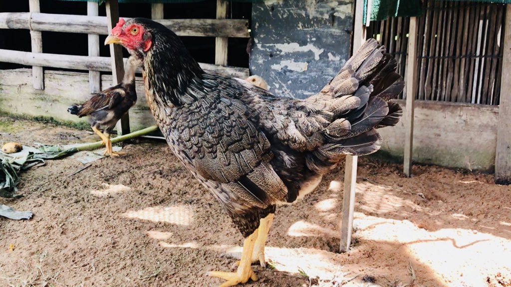 Bro Rooster 15 youtu.be/Vf1gEPi5iok?si… via <a href="/YouTube/">YouTube</a>