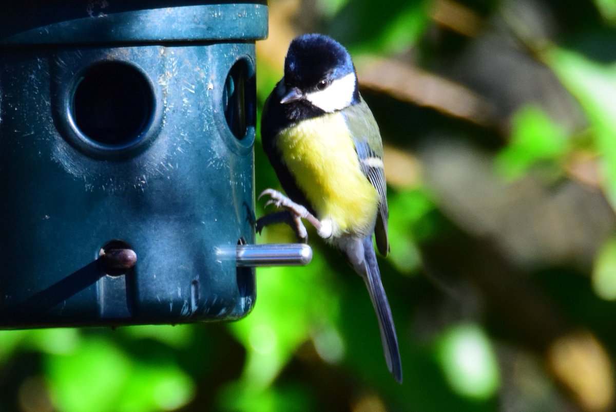 siralexanderj's tweet photo. birds 🐦📸

* Drop your work
* Invite your friends
* Repost/support friends
* I will share your arts

artists:

@Flickjax 
@SerenaVachon 
@Pocomokian 
@WillConlon https://t.co/rLTmfuT44V