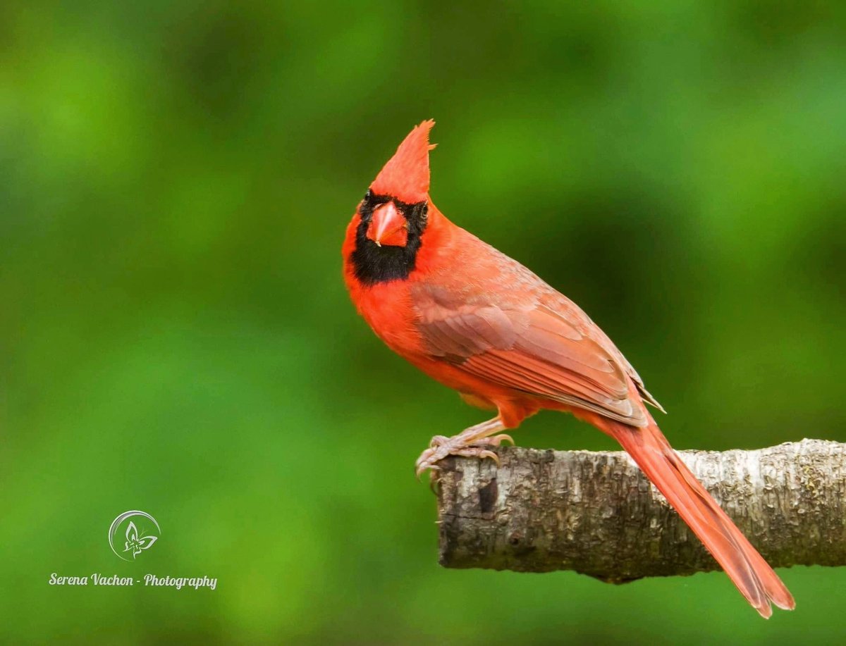 siralexanderj's tweet photo. birds 🐦📸

* Drop your work
* Invite your friends
* Repost/support friends
* I will share your arts

artists:

@Flickjax 
@SerenaVachon 
@Pocomokian 
@WillConlon https://t.co/rLTmfuT44V