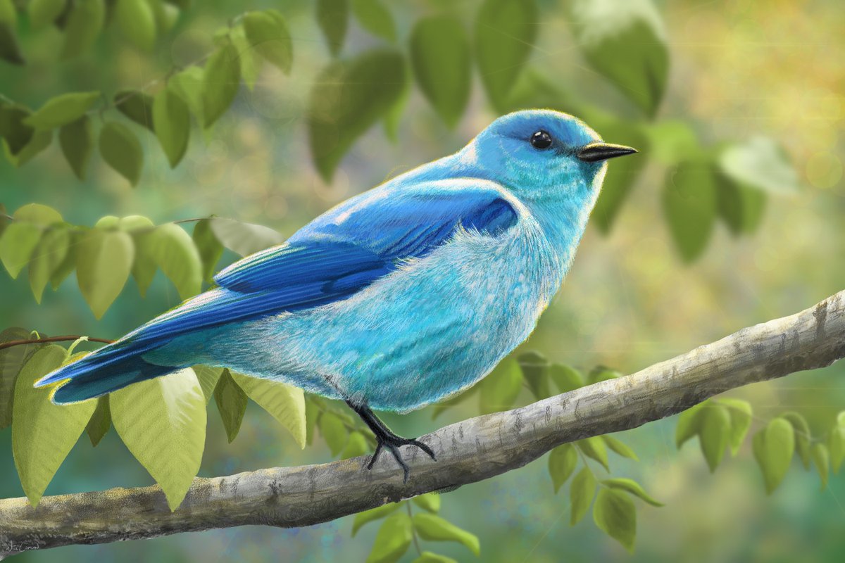 siralexanderj's tweet photo. birds 🐦📸

* Drop your work
* Invite your friends
* Repost/support friends
* I will share your arts

artists:

@Flickjax 
@SerenaVachon 
@Pocomokian 
@WillConlon https://t.co/rLTmfuT44V
