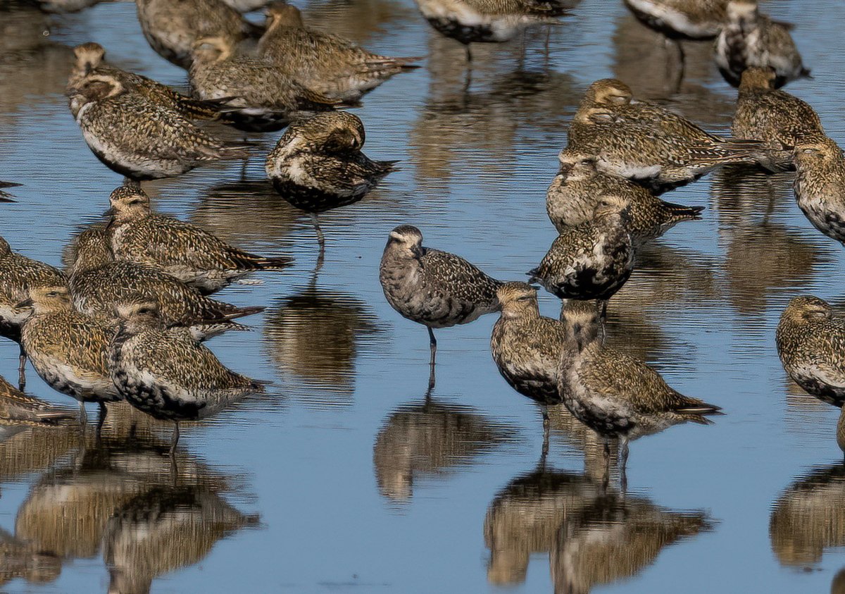 KeithW27a's tweet photo. American Golden Plover @RSPBTitchwell https://t.co/wCoRMjWxN3