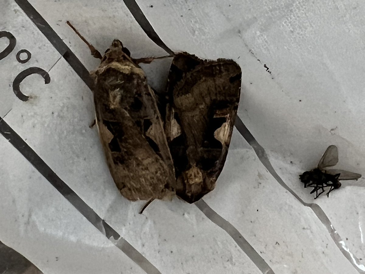 Harrysfarm 🚜🥔🌾🌻🚴♂️🧅 tweet media