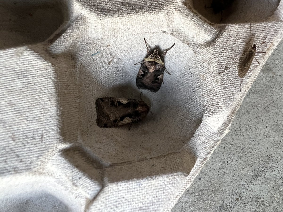 Vanochtend 99 nachtvlinders vastgelegd voor #bimag nachtvlinder telling  <a href="/vlinderNL/">De Vlinderstichting</a>. Dit verdeelt over 3 metingen. De meeste vlinders geteld in de emmer in de tuin, 51. #insectenopdeboerderij