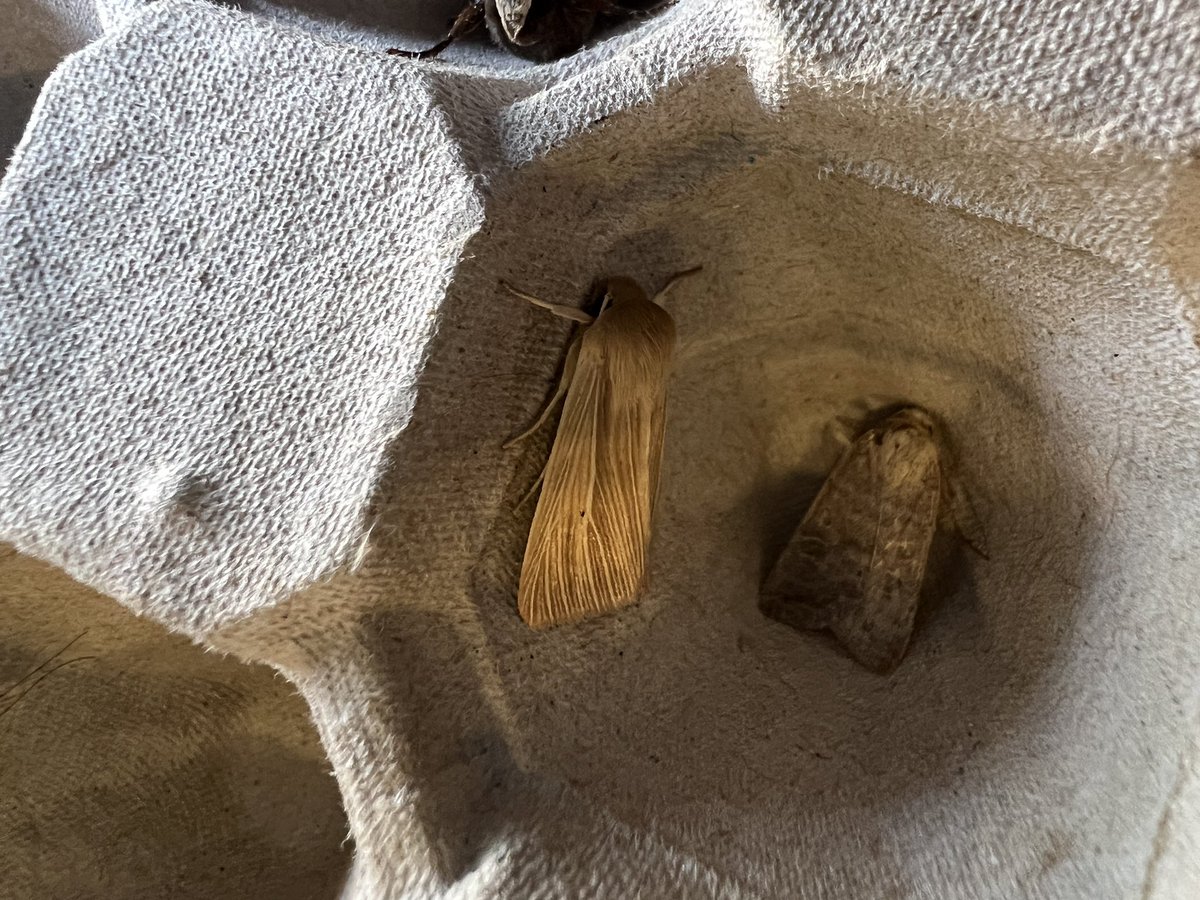 Harrysfarm 🚜🥔🌾🌻🚴♂️🧅 tweet media