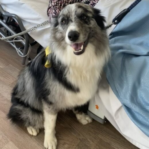 Meet two of our su-paw-star therapy dogs, Sandi &amp; Acer 💛

Golden retriever, Sandi, visits our Marie Curie Hospice, Belfast. While Acer, the border collie, loves meeting people at Marie Curie Cardiff and the Vale Hospice.

Let's give them a round of a-paws 🐾 #InternationalDogDay