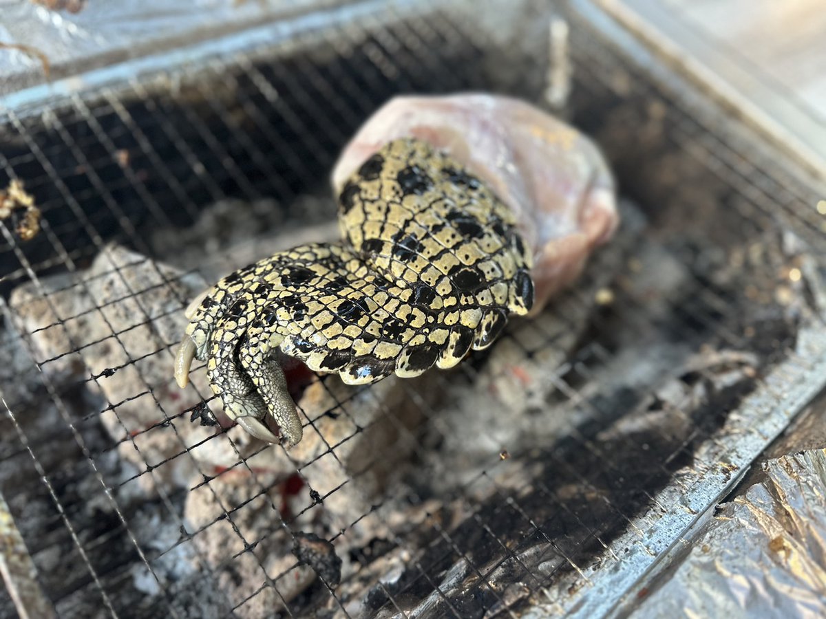 kusakashinya's tweet photo. バーベでワニを焼きます https://t.co/BTAh1zJdVd
