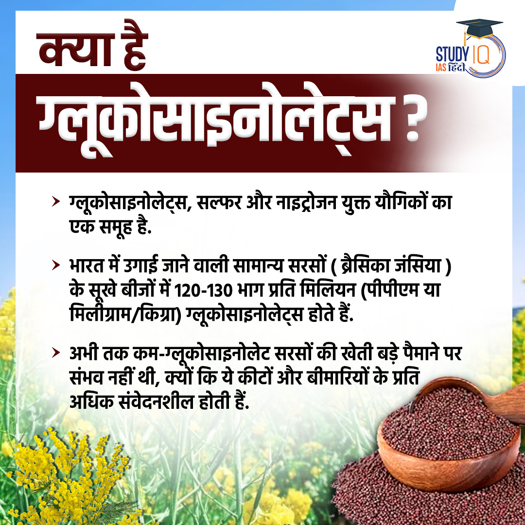 upsciq's tweet photo. New Mustard Variety
#currentaffairs #mustured #gm #gmcrop #newvarity #geneticallymodified #currentaffaris #upsc #ias #ips #pre2024 #upscpre https://t.co/9asaftil3X