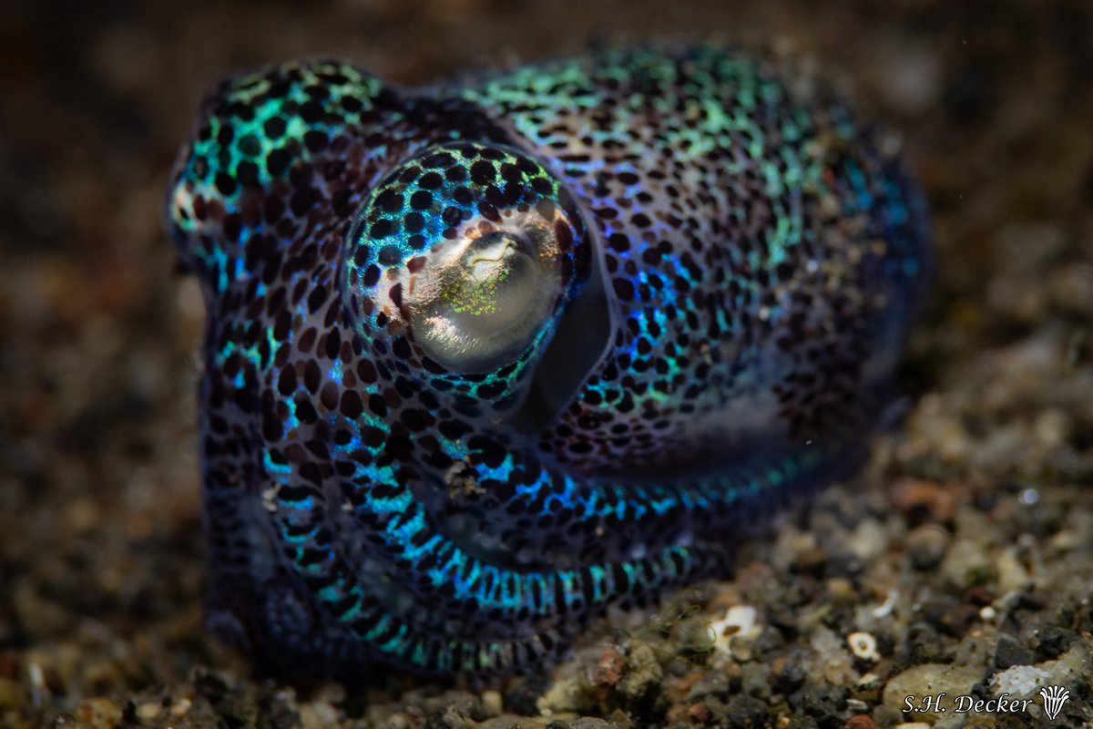 Sebastian Decker tweet media