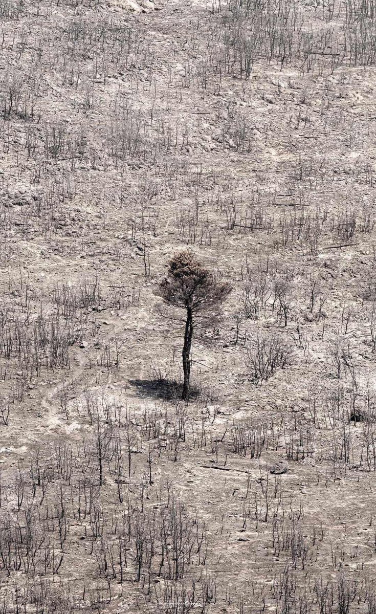 FrancesLanitou's tweet photo. #Greece #Athens #ParnithaFires #TheLastTree Photo by @SpyrosPanagiotakakos 
So 😢 https://t.co/X07D3U2CmE