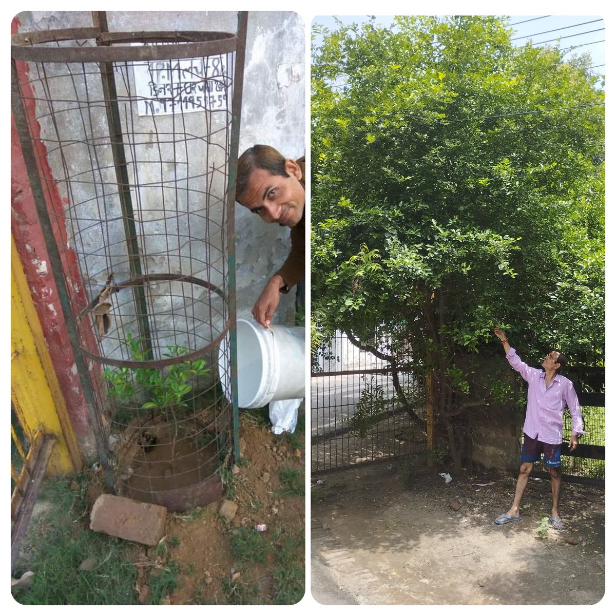 THEN nd NOW.. By Lord Shri krishna's grace.. Lemon sapling no. 845 planted on 13/03/17 at sec-7 Rajnagar #onetreeeverydaysaveearthcampaign #CarbonSequestration #fightclimatechange #KingdomAnimaliaTrust #afforestation #OnlyOneEarth #BeatAirPollution #WorldEnvironmentDay2023