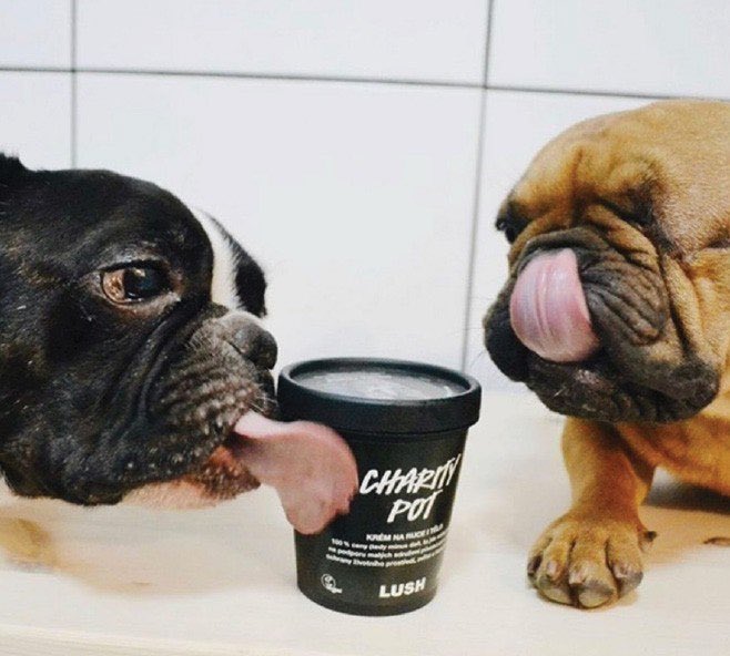 Oggi celebriamo la #GiornataInternazionaleDelCane nel nostro store a Torino: per tutto il weekend il ricavato delle vendite della crema #CharityPot sarà devoluto a Un aiuto a chi non ha voce, un’associazione che si batte per difendere i diritti degli amici a quattro zampe🐶❤️