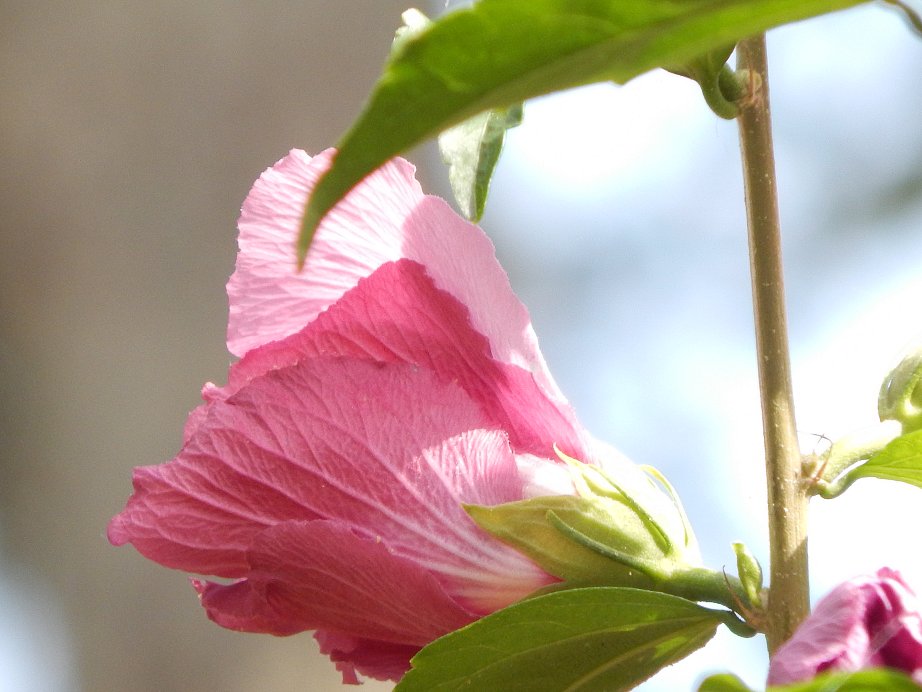 Le Bel Été 2023 - 17  #hibiscus #NaturePhotography #Photography #flowerphotography #Summer #FlowersOfTwitter #Flowers